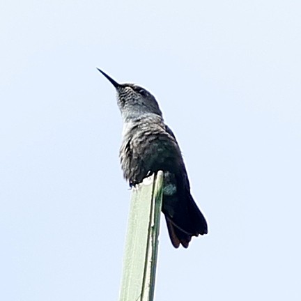 Colibrí Zumbadorcito - ML637459722
