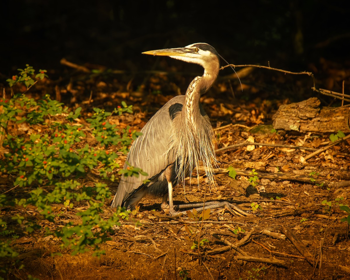 Great Blue Heron - ML637459810