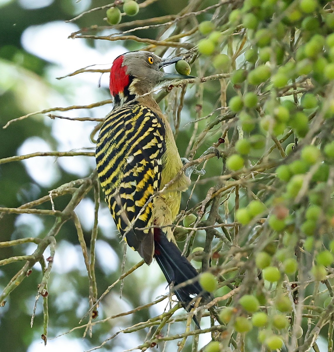 Hispaniolan Woodpecker - ML637459811