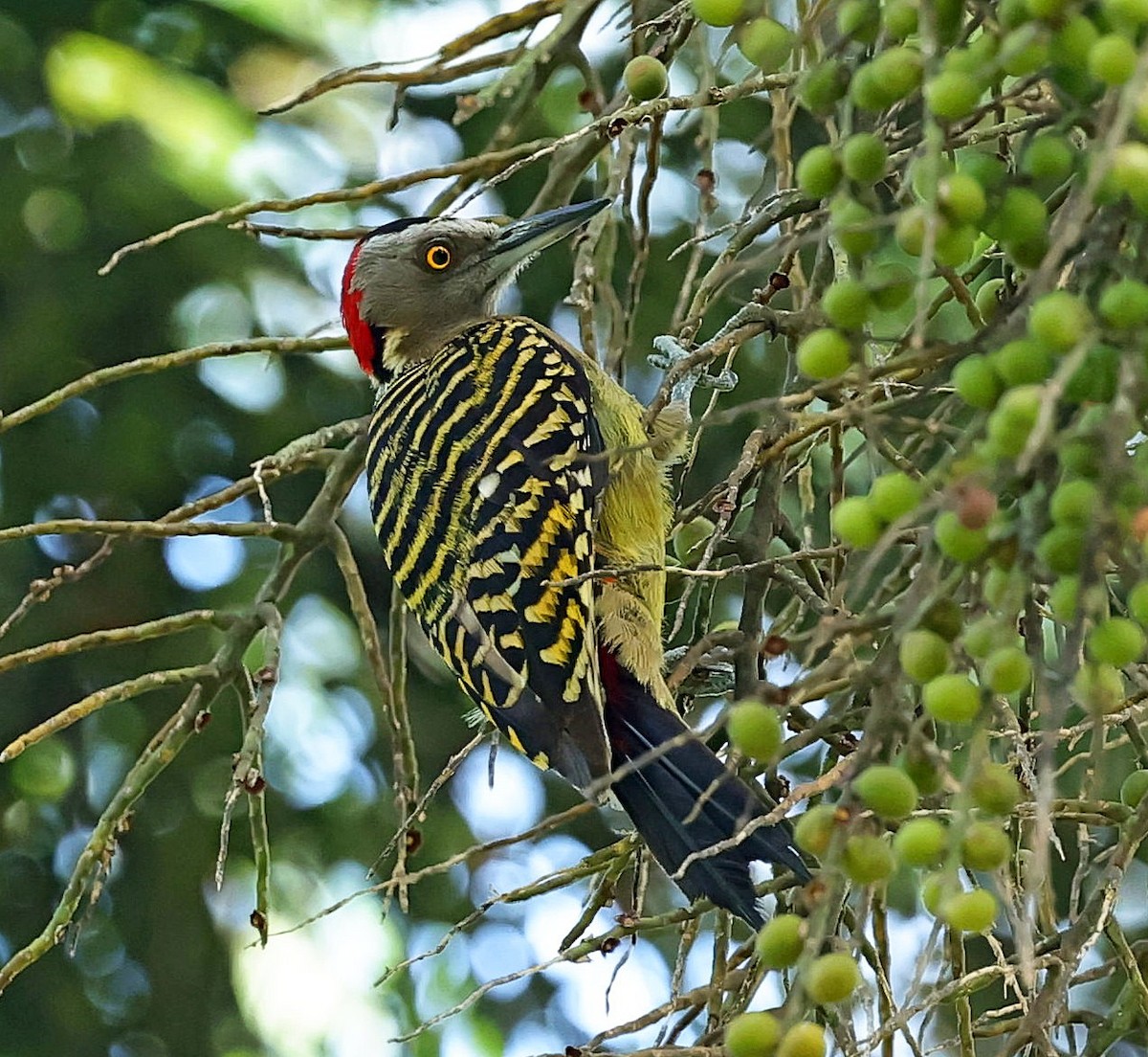 Hispaniolan Woodpecker - ML637459812