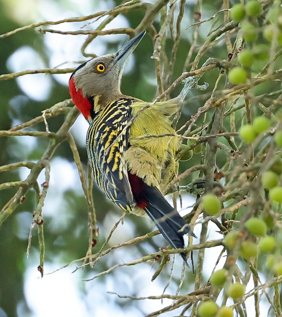 Hispaniolan Woodpecker - ML637459813