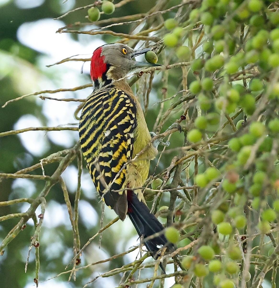 Hispaniolan Woodpecker - ML637459814
