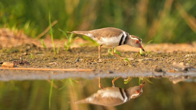 Three-banded Plover (African) - ML637459856