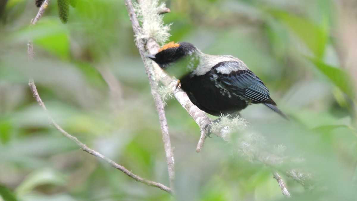 Blue-backed Manakin - ML637459861