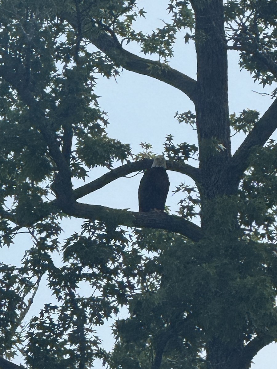 Bald Eagle - ML637459893