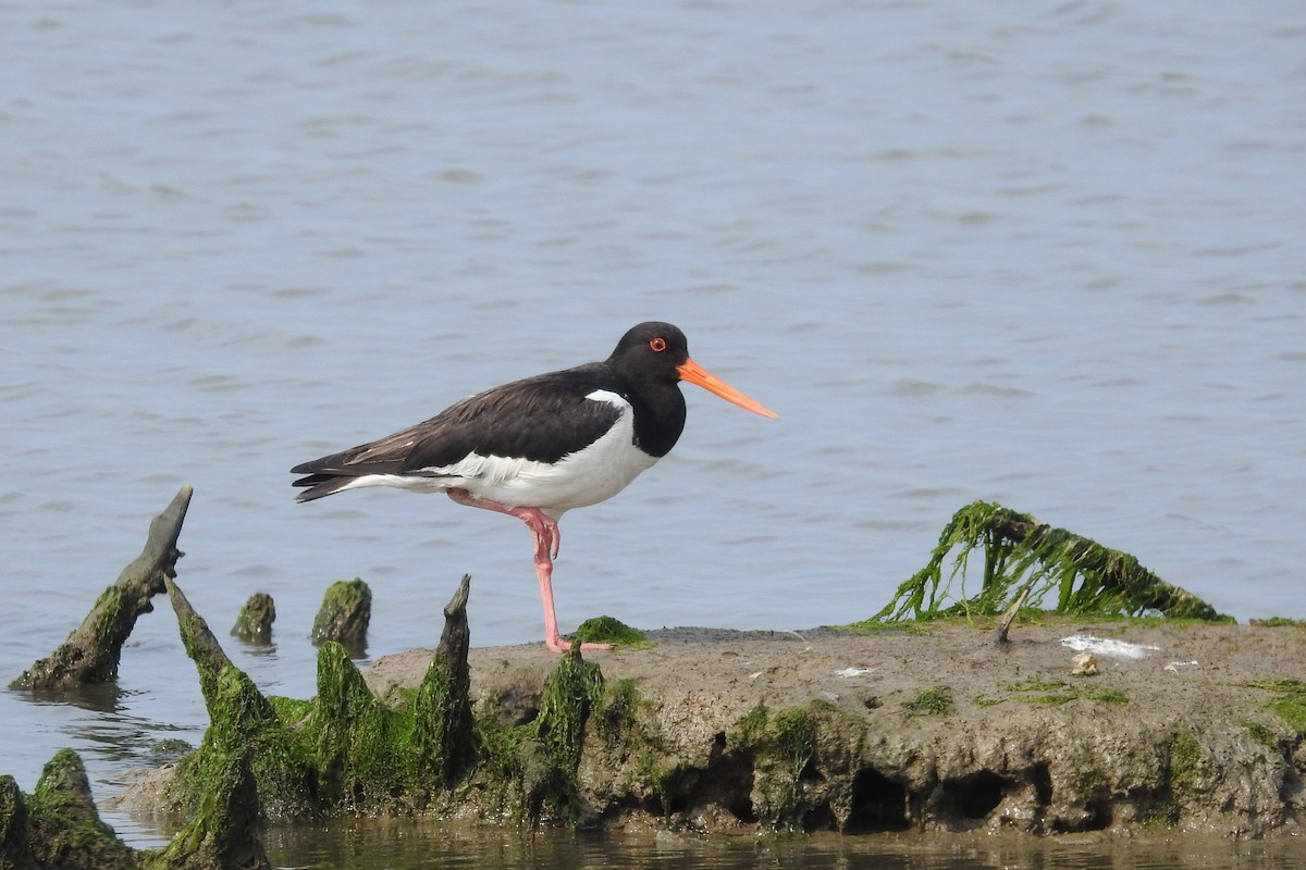 Eurasian Oystercatcher - ML637459915