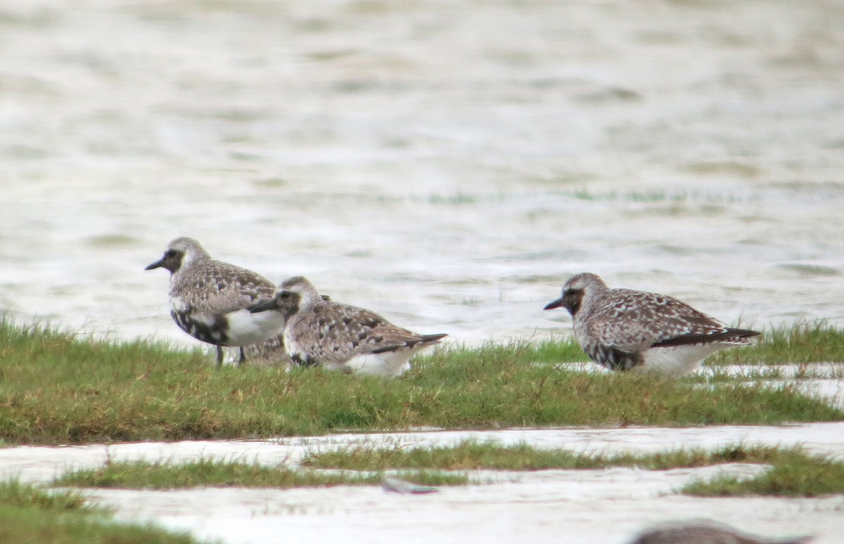 Black-bellied Plover - ML637459951