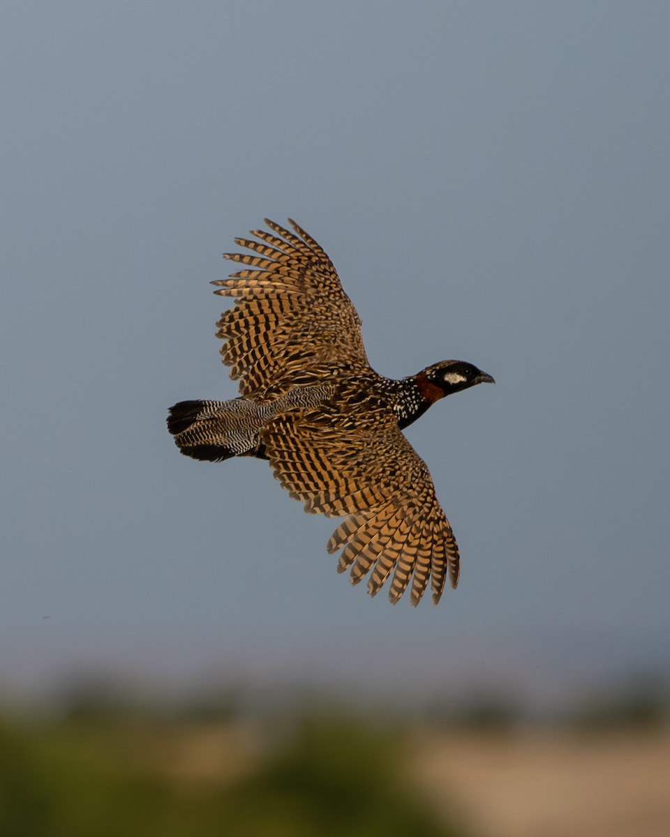Black Francolin - ML637459953