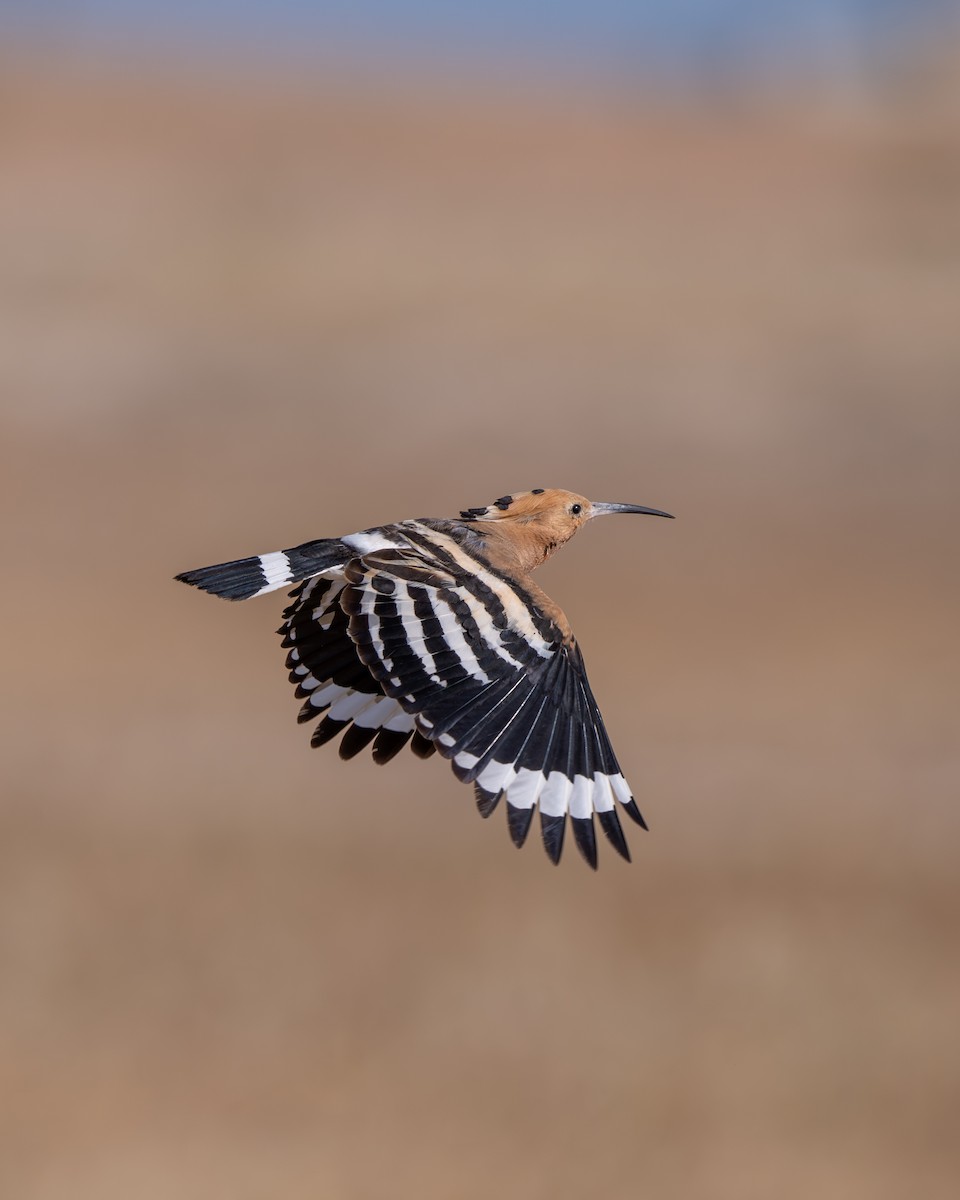 Common Hoopoe - ML637459965