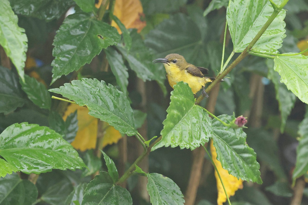 Ornate Sunbird (Ornate) - ML637460027
