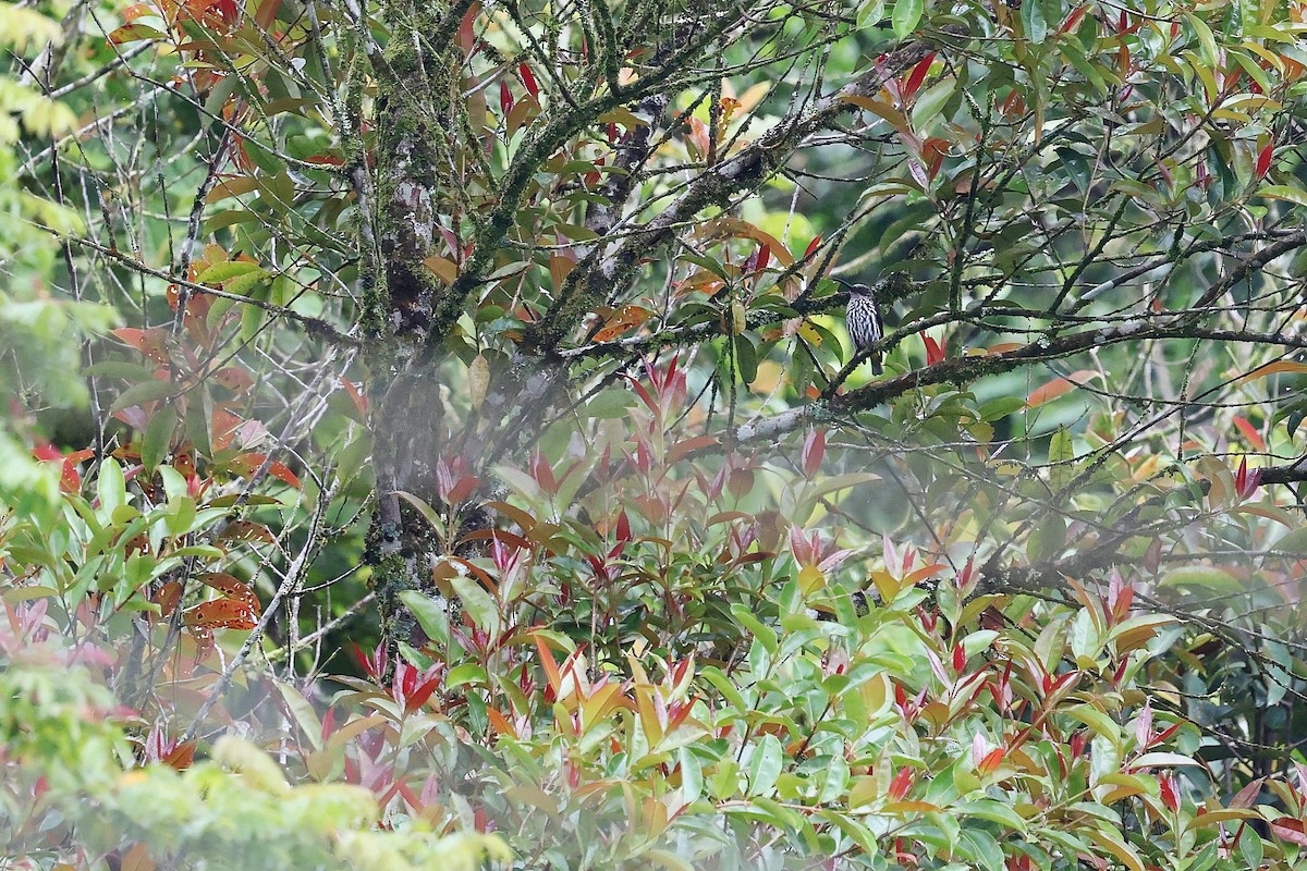 Whitehead's Spiderhunter - ML637460049
