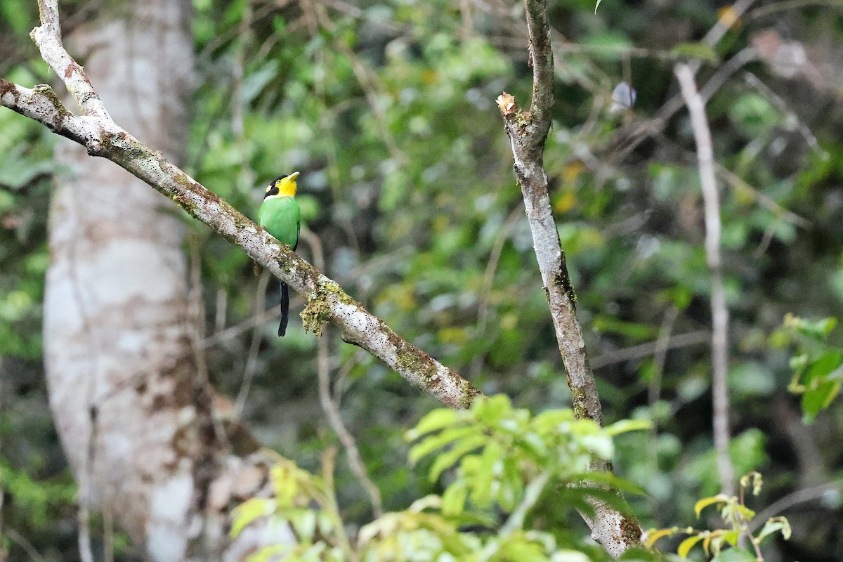 Long-tailed Broadbill - ML637460062