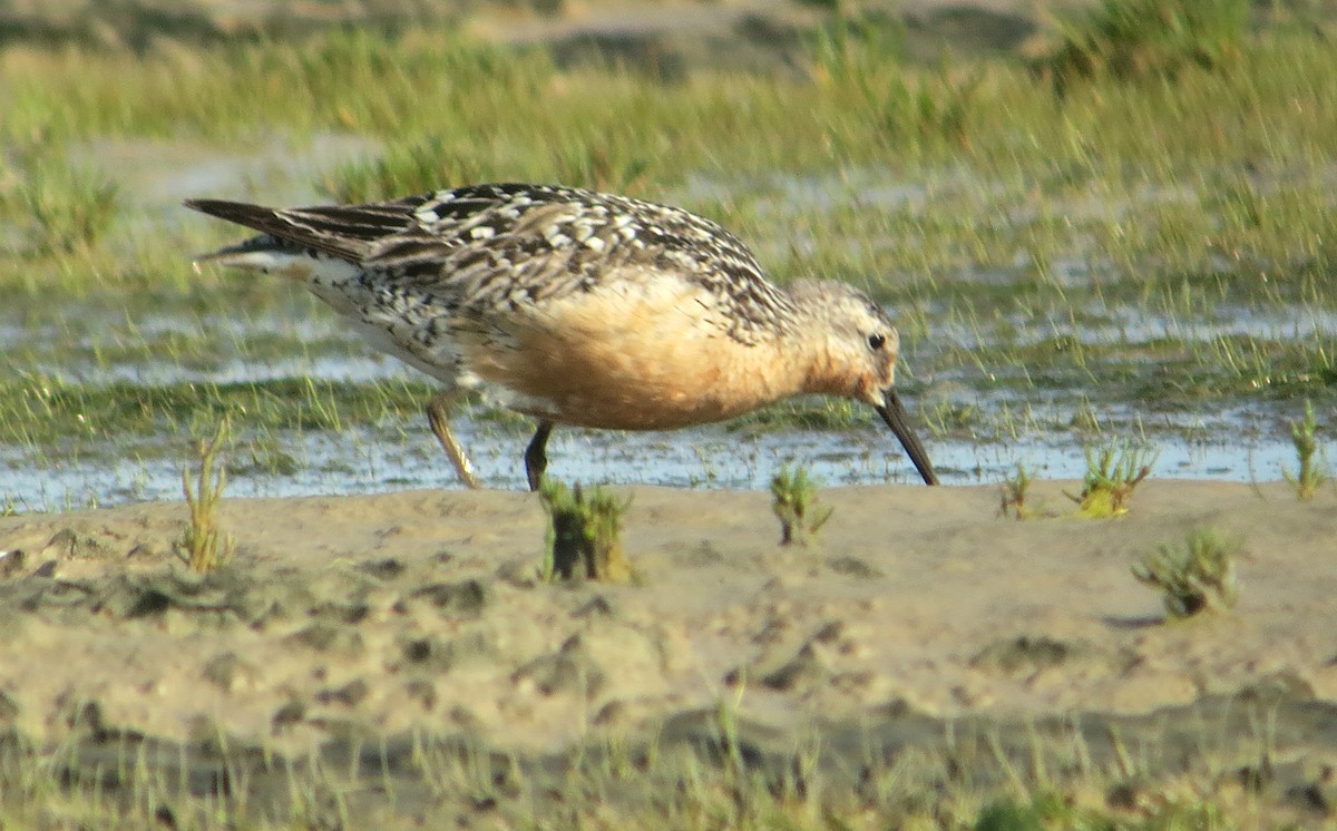 Red Knot - ML637460063