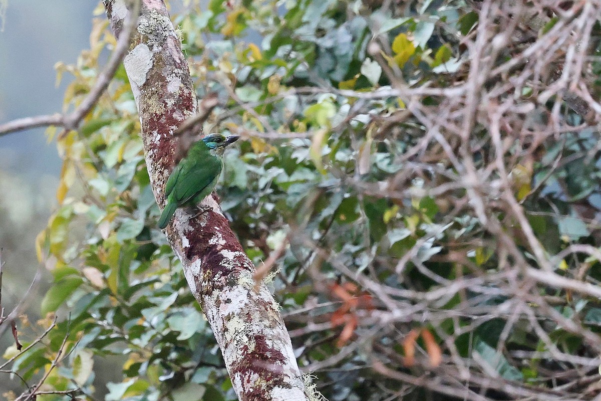 Mountain Barbet - ML637460077