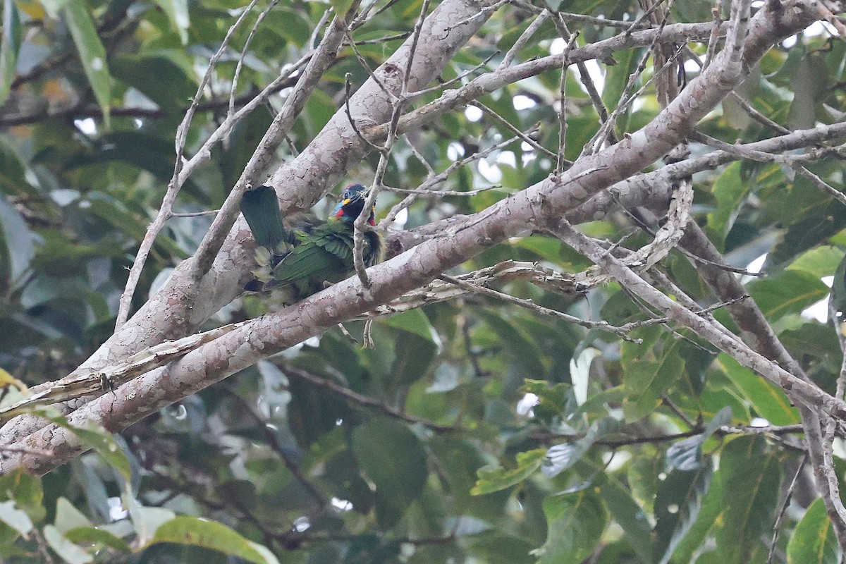 Bornean Barbet - ML637460079