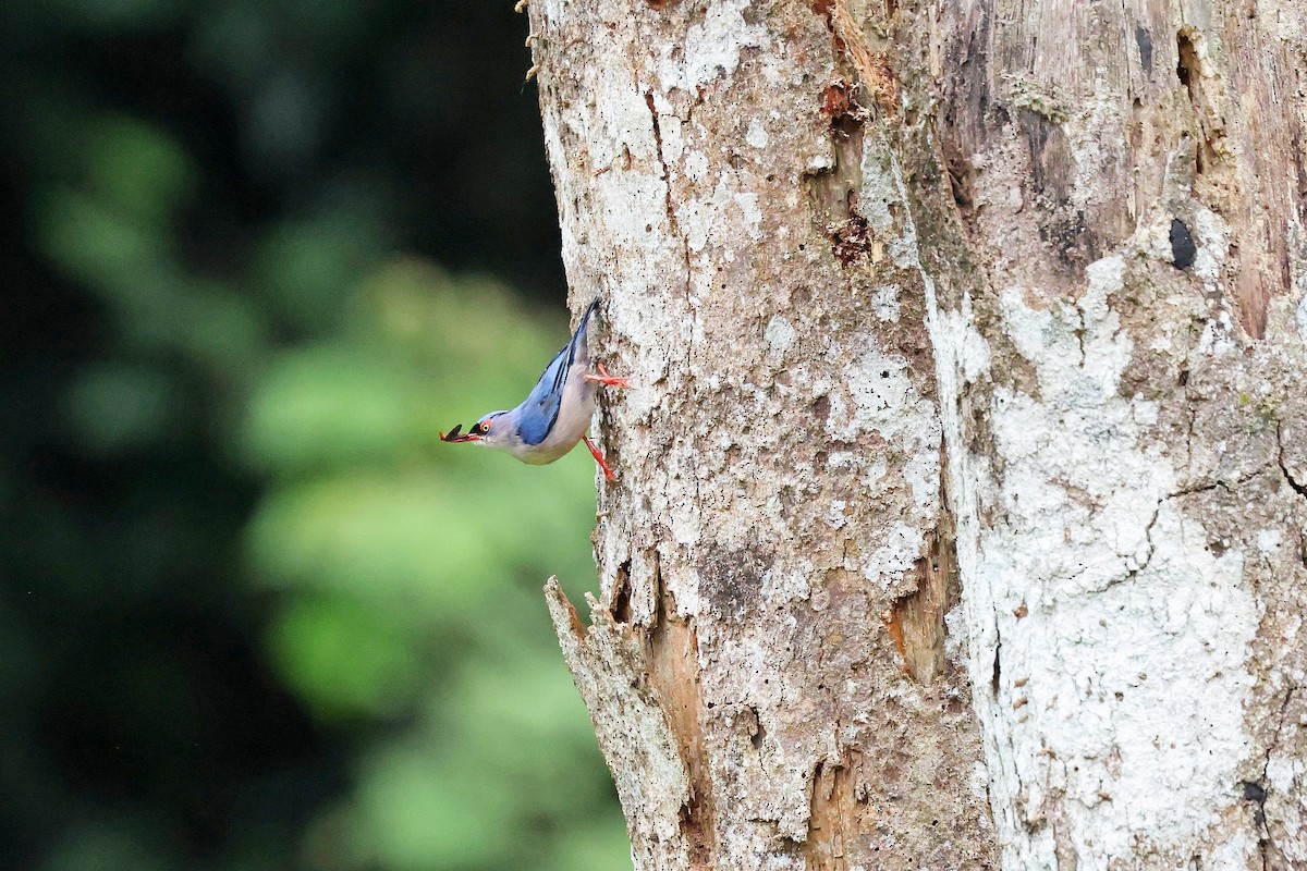 Velvet-fronted Nuthatch - ML637460082