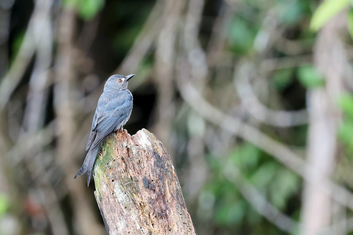Ashy Drongo (Bornean) - ML637460087