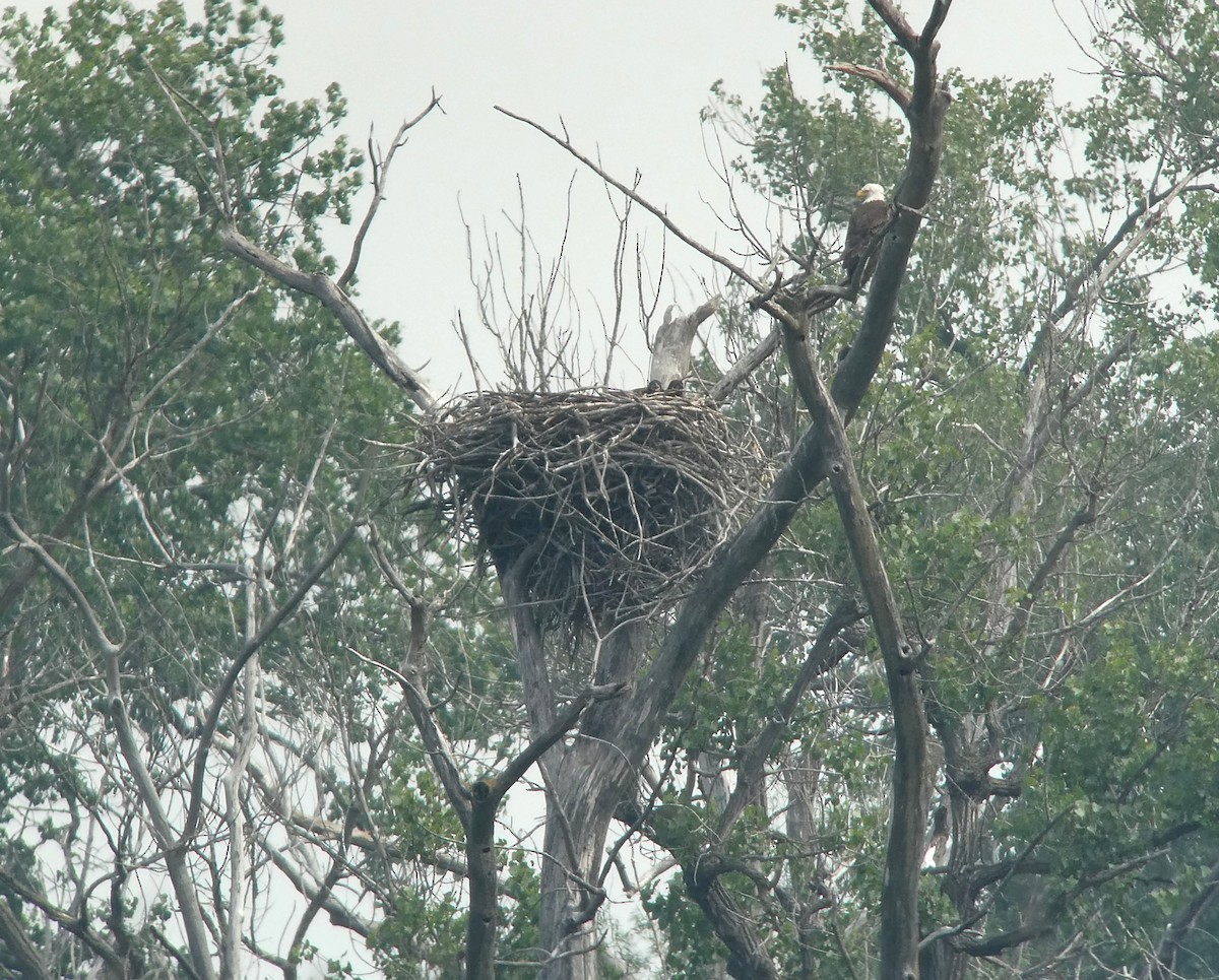 Bald Eagle - ML637460143