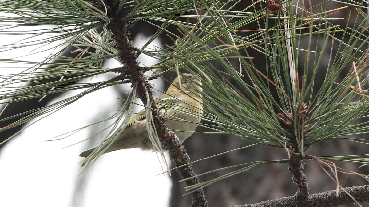Olive Warbler - ML637460268