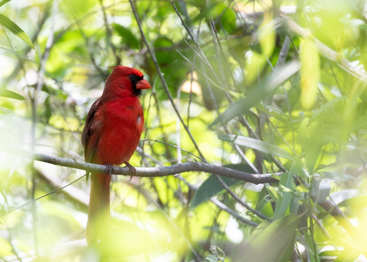 Northern Cardinal - ML637460323