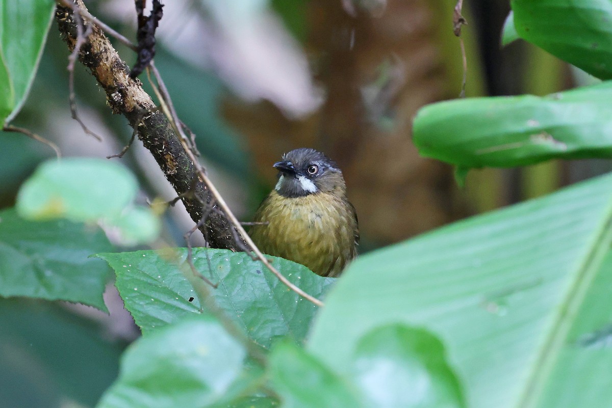 Gray-throated Babbler - ML637460330