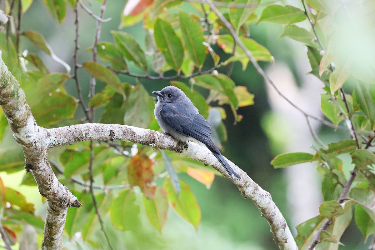 Ashy Drongo (Bornean) - ML637460333