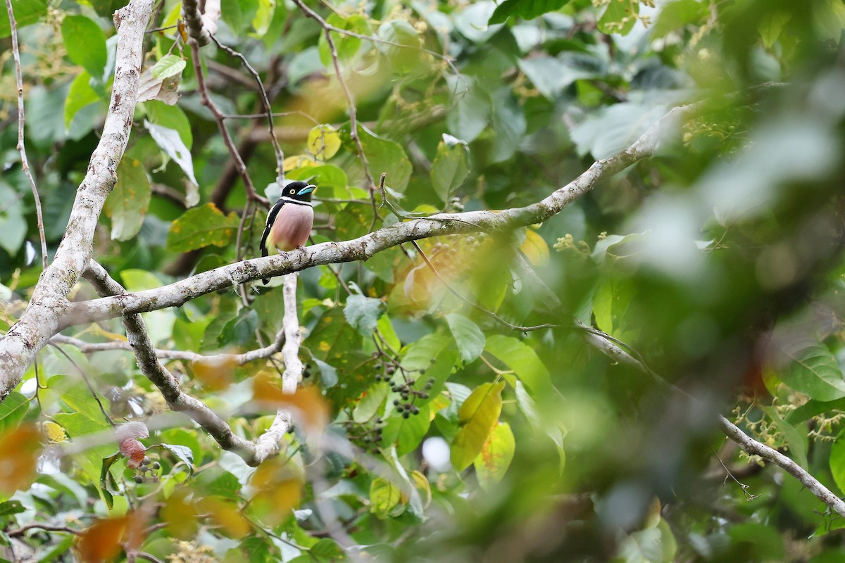 Black-and-yellow Broadbill - ML637460336