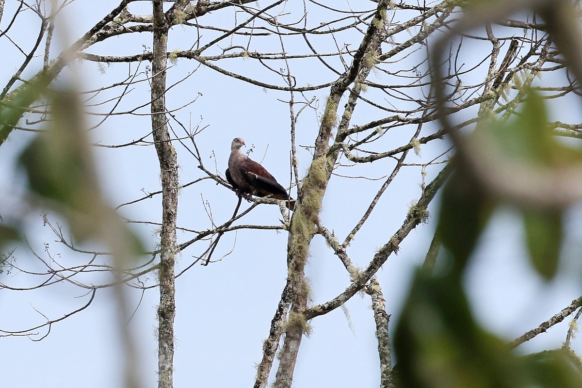 Mountain Imperial-Pigeon - ML637460344