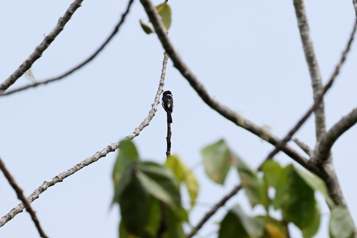 Bar-winged Flycatcher-shrike - ML637460350