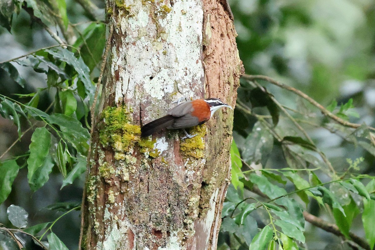Sunda Scimitar-Babbler - ML637460384