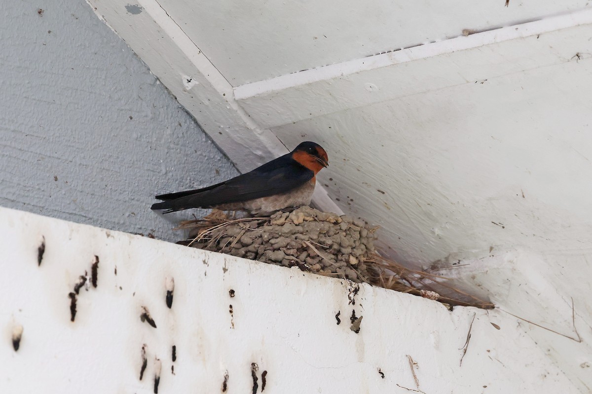 Pacific Swallow - ML637460410