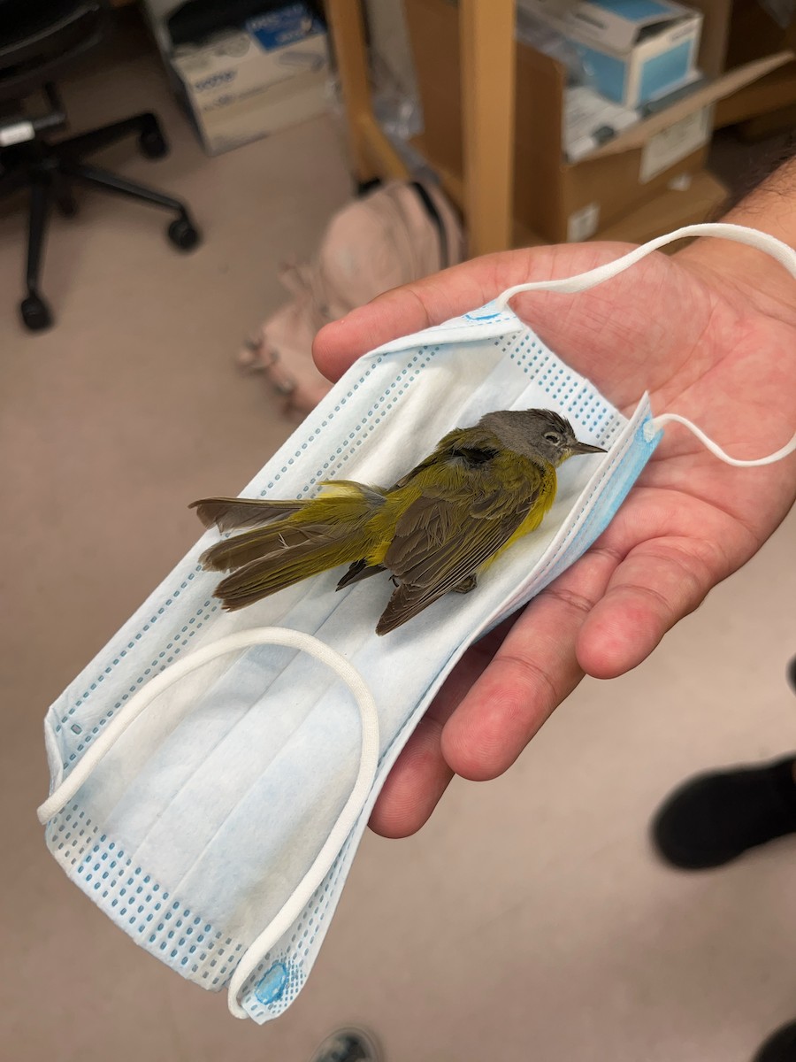 Nashville Warbler - ML637460417