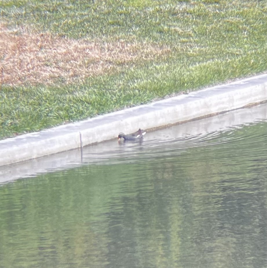 Common Gallinule - ML637460461