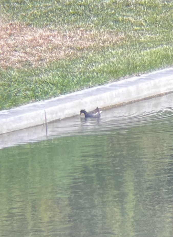 Common Gallinule - ML637460462