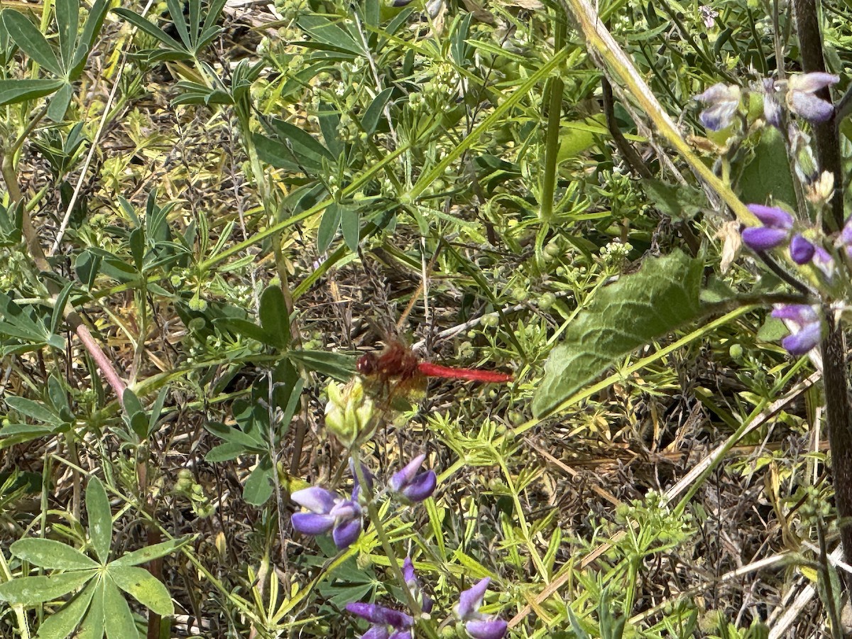 Insects - ML637460485