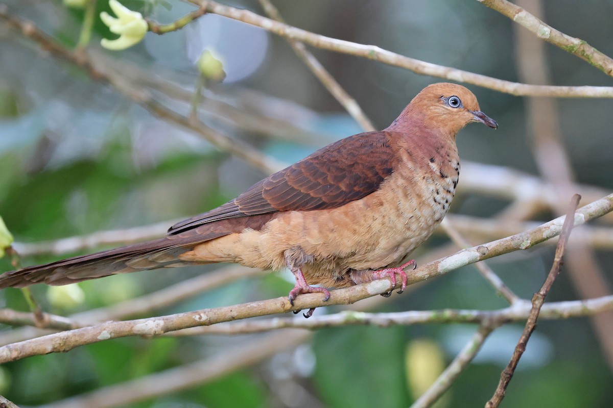Little Cuckoo-Dove - ML637460513
