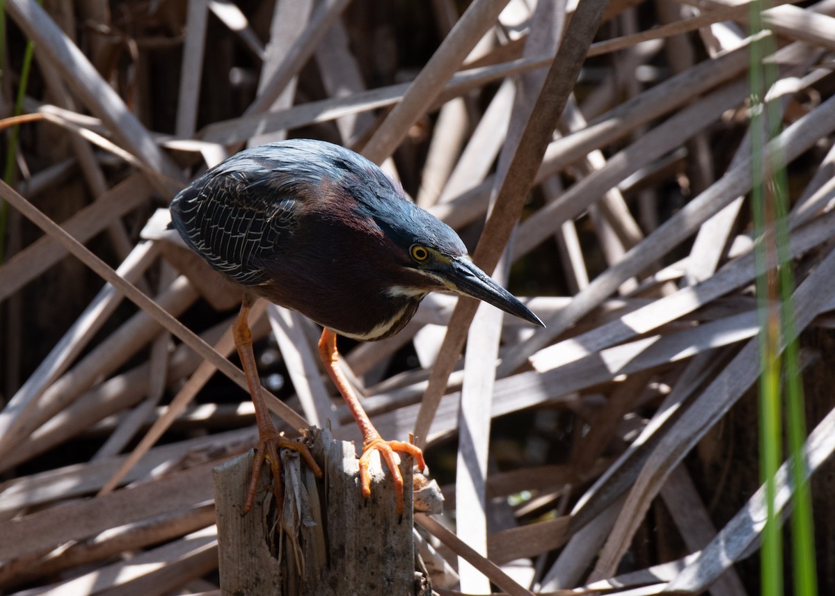 Green Heron - ML637460522