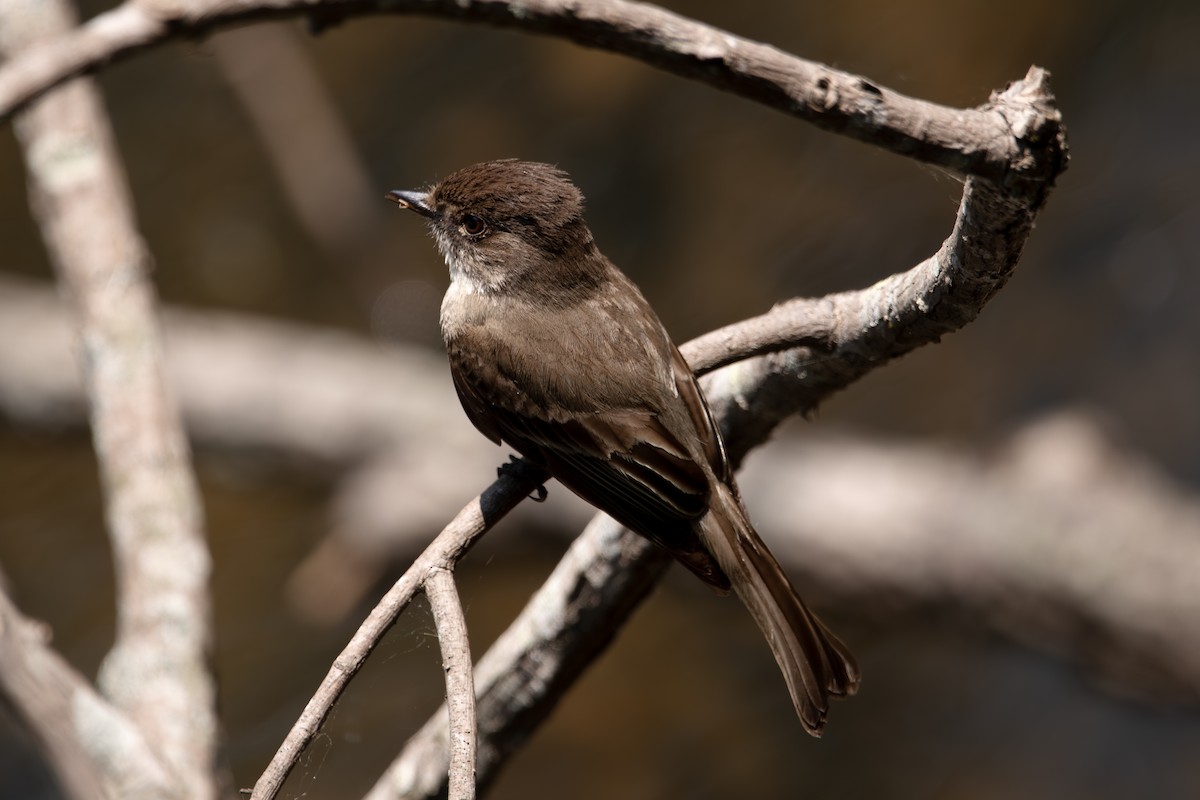 Eastern Phoebe - ML637460555