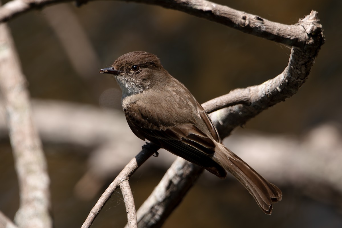 Eastern Phoebe - ML637460557
