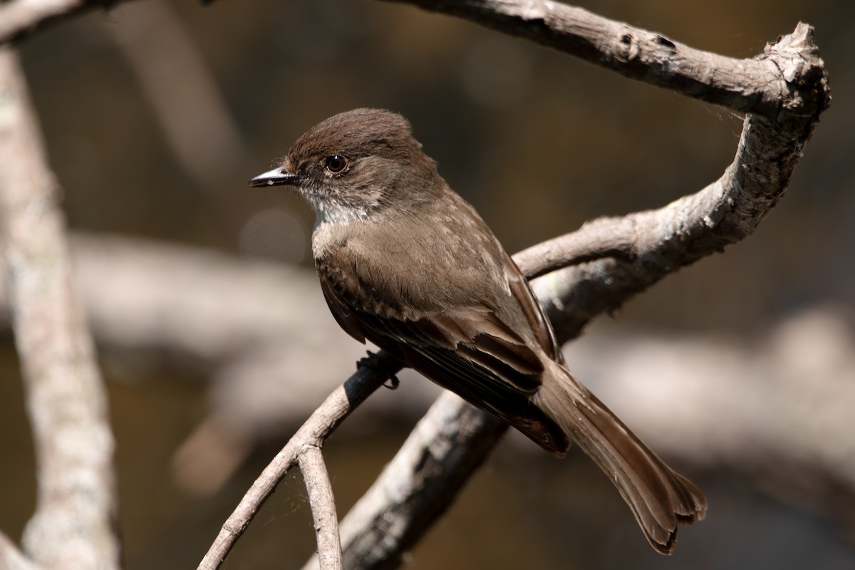 Eastern Phoebe - ML637460558