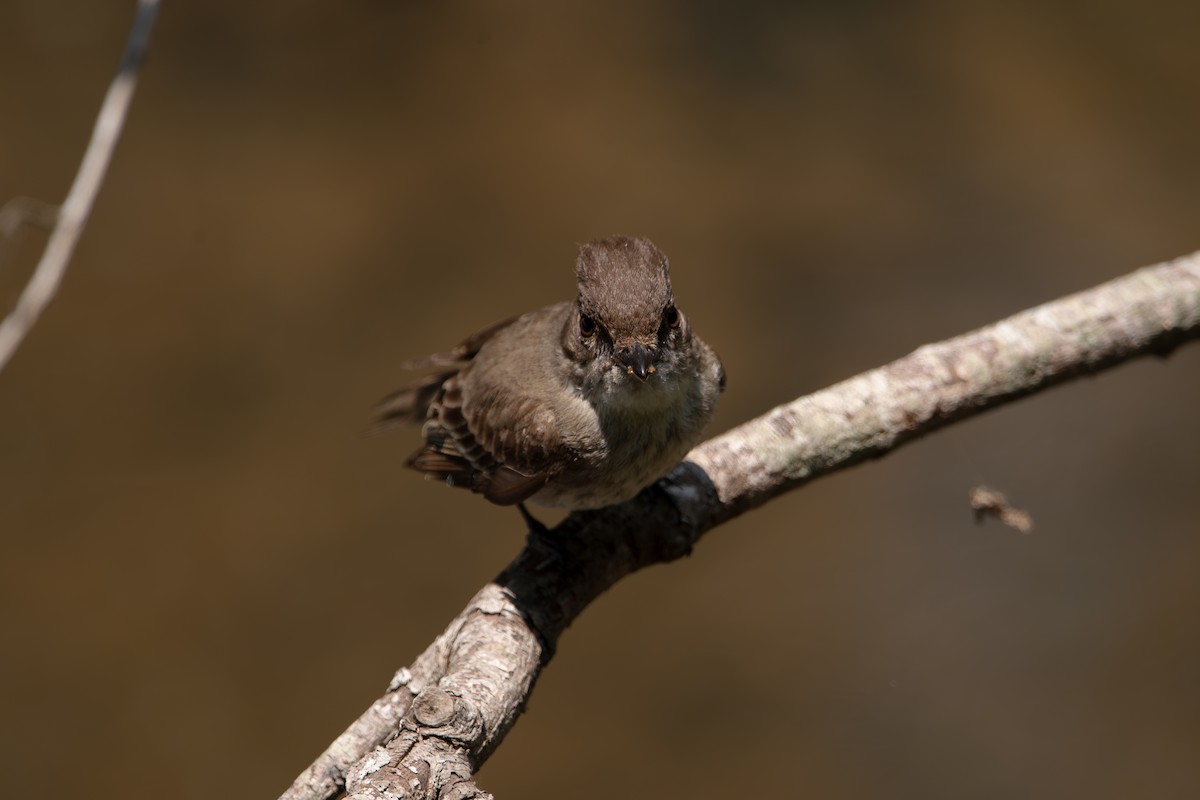 Eastern Phoebe - ML637460560