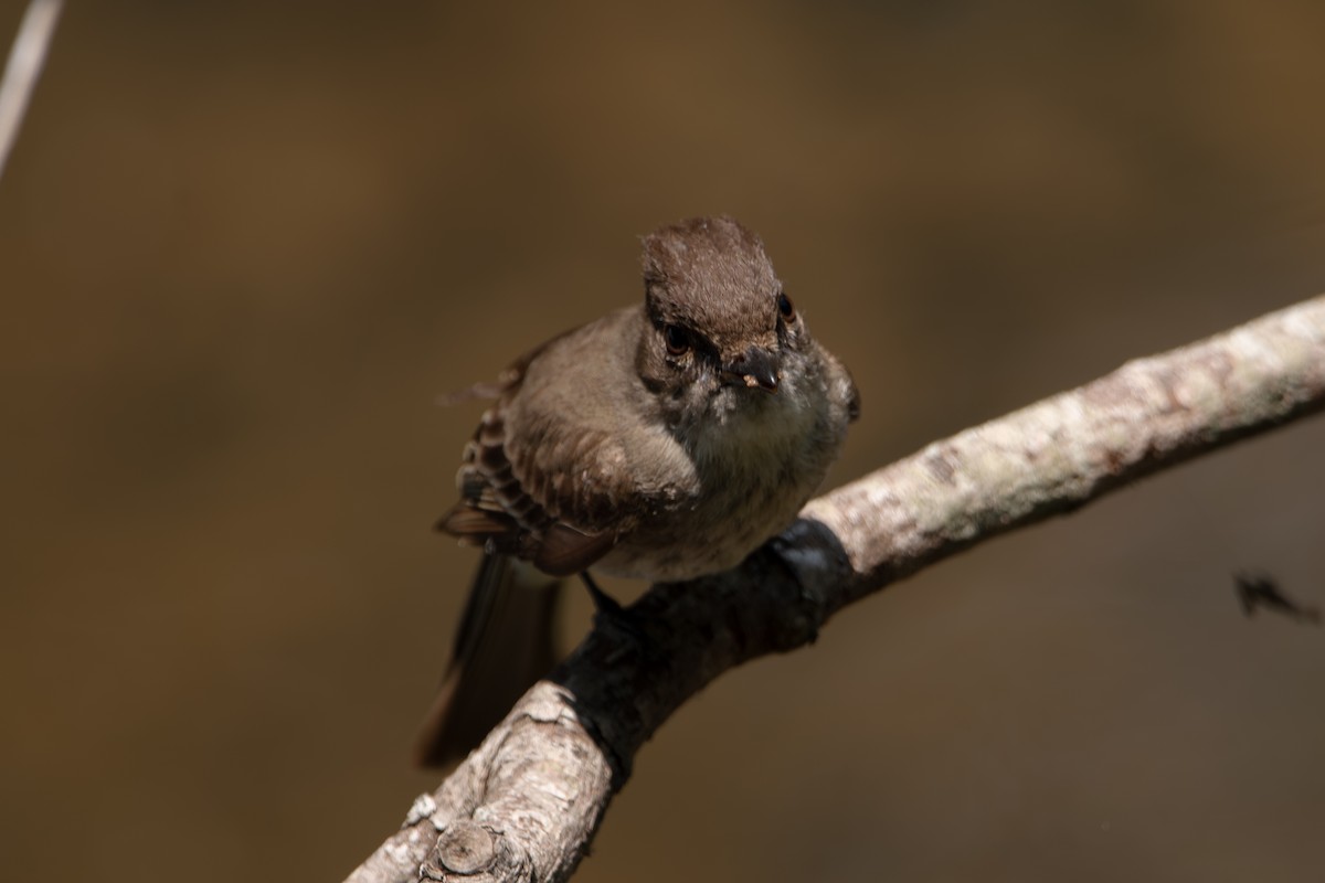 Eastern Phoebe - ML637460562