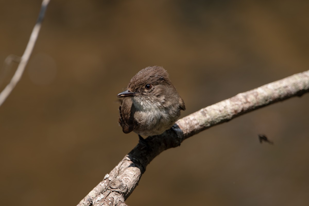 Eastern Phoebe - ML637460563
