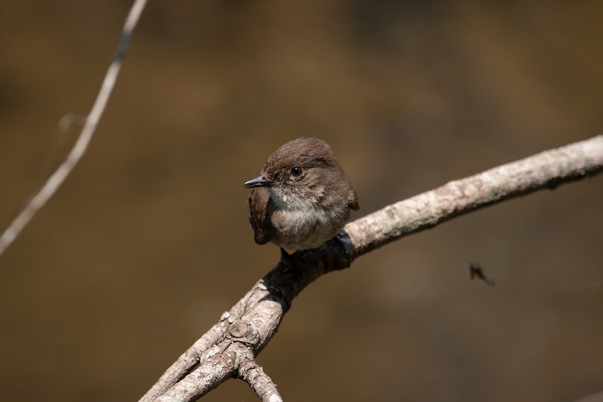 Eastern Phoebe - ML637460564