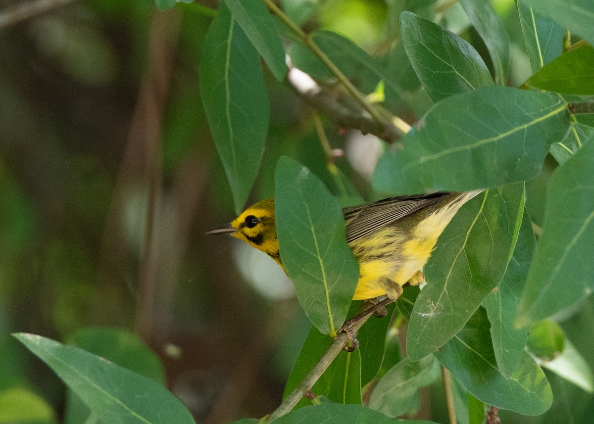 Prairie Warbler - ML637460570