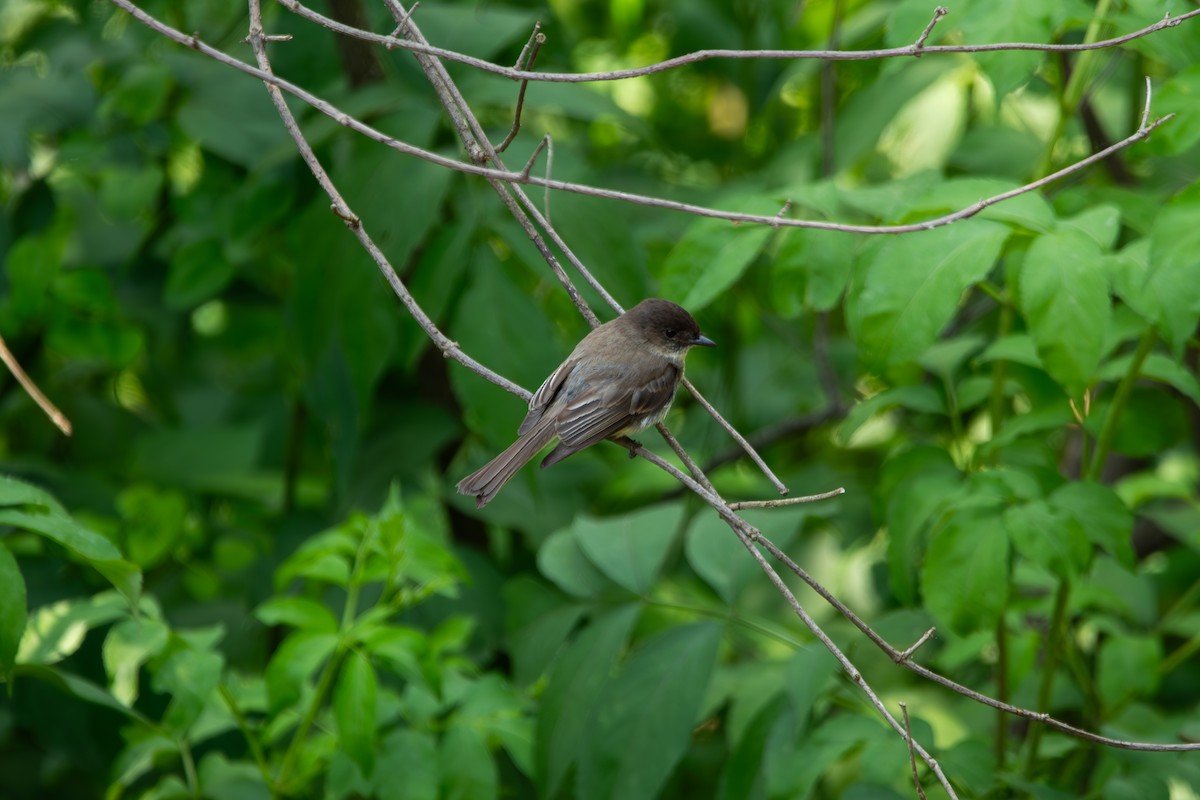 Eastern Phoebe - ML637460572