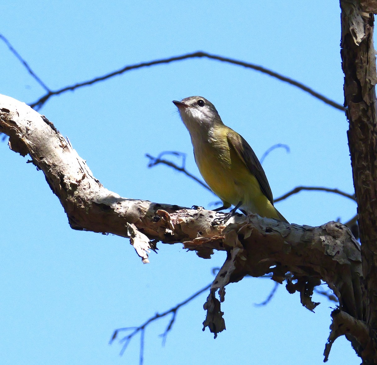 Lemon-bellied Flyrobin - ML637460581
