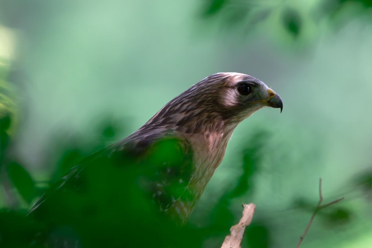 Red-shouldered Hawk - ML637460642