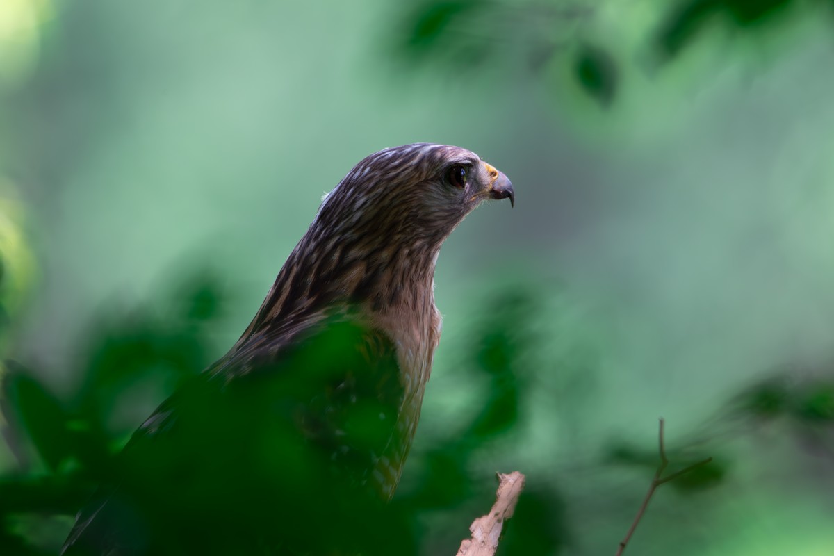 Red-shouldered Hawk - ML637460643