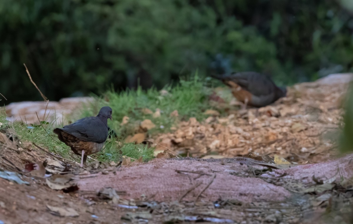 Ruddy Quail-Dove - ML637460647